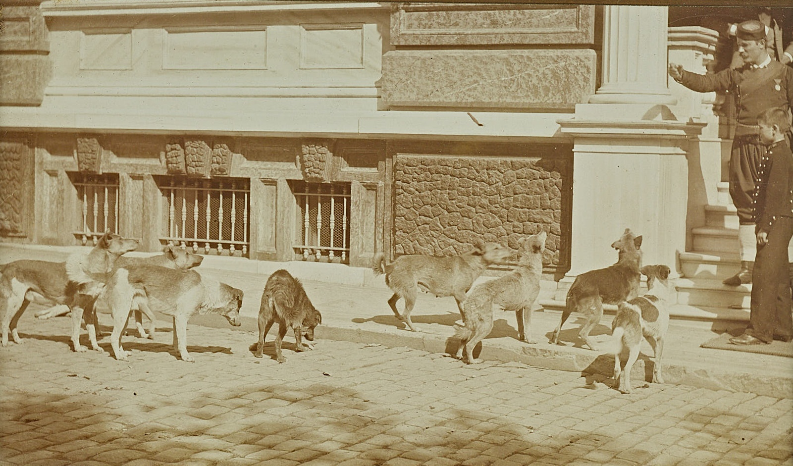 İstanbul’da Köpekler
