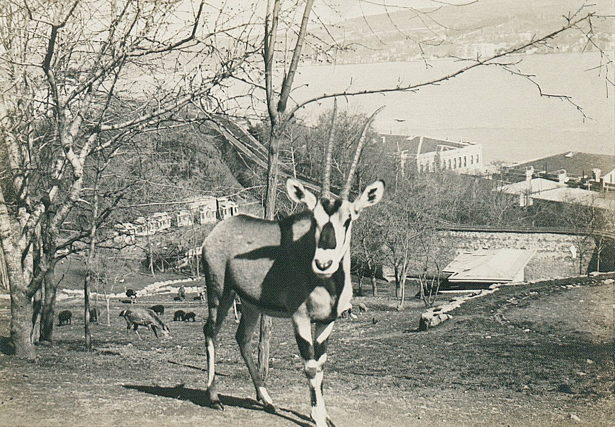 Yıldız Sarayı ve Parkına Ait 1905 Yılı Albümü