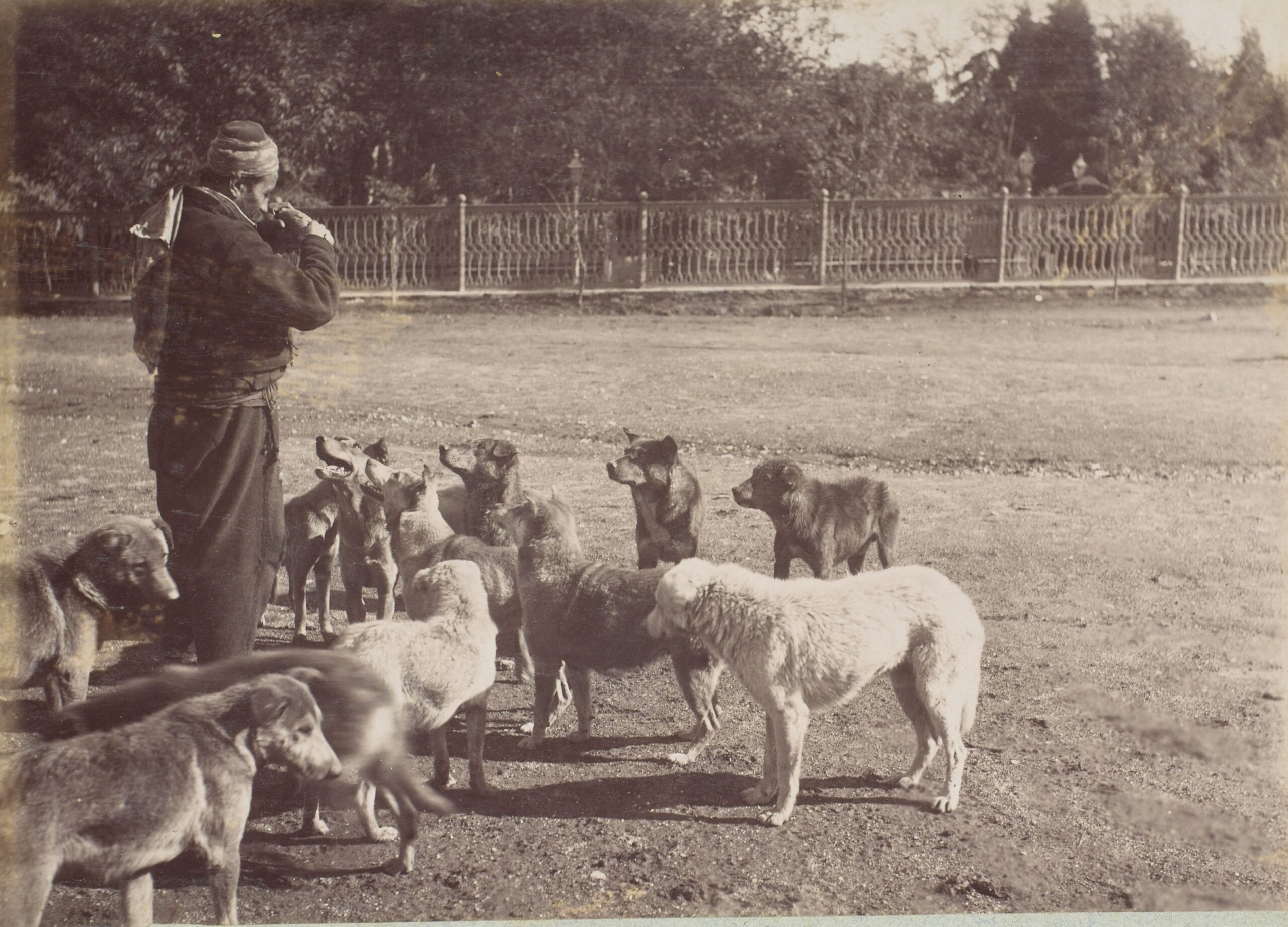 Sokak Köpekleri