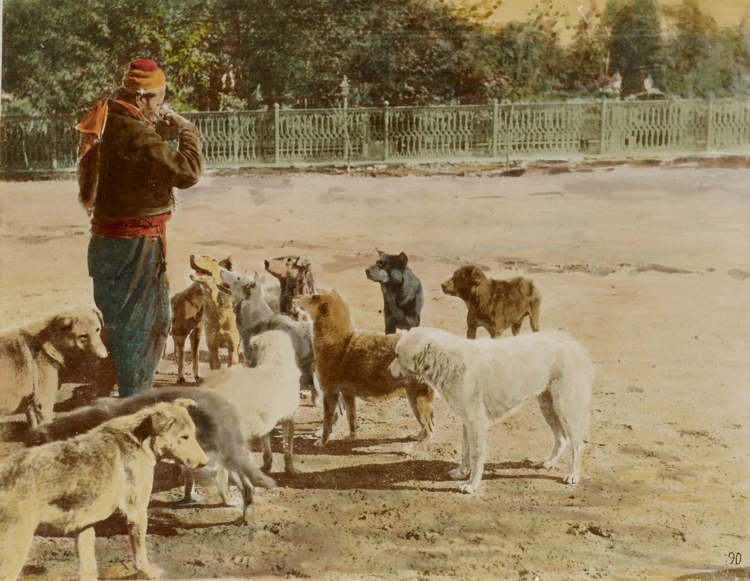 Köpekler