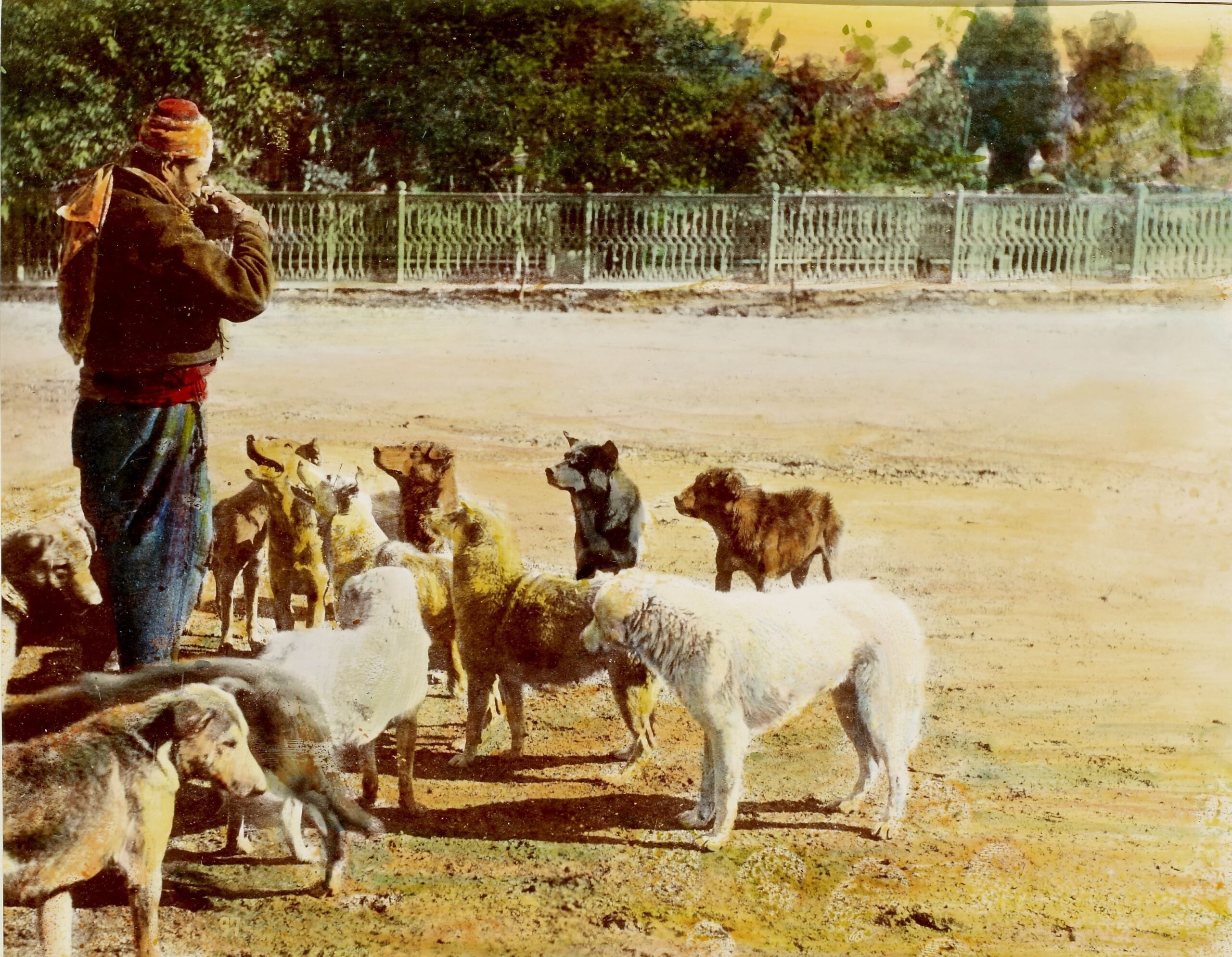 Köpekler