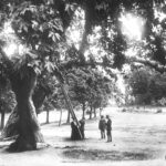 Yeniçeri Ağacı