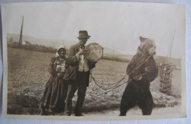 ayıcı