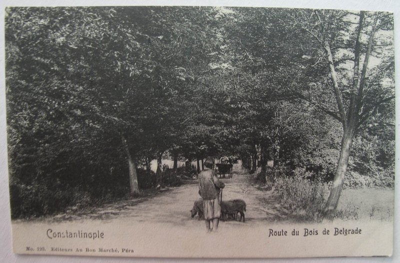 belgrad ormanı