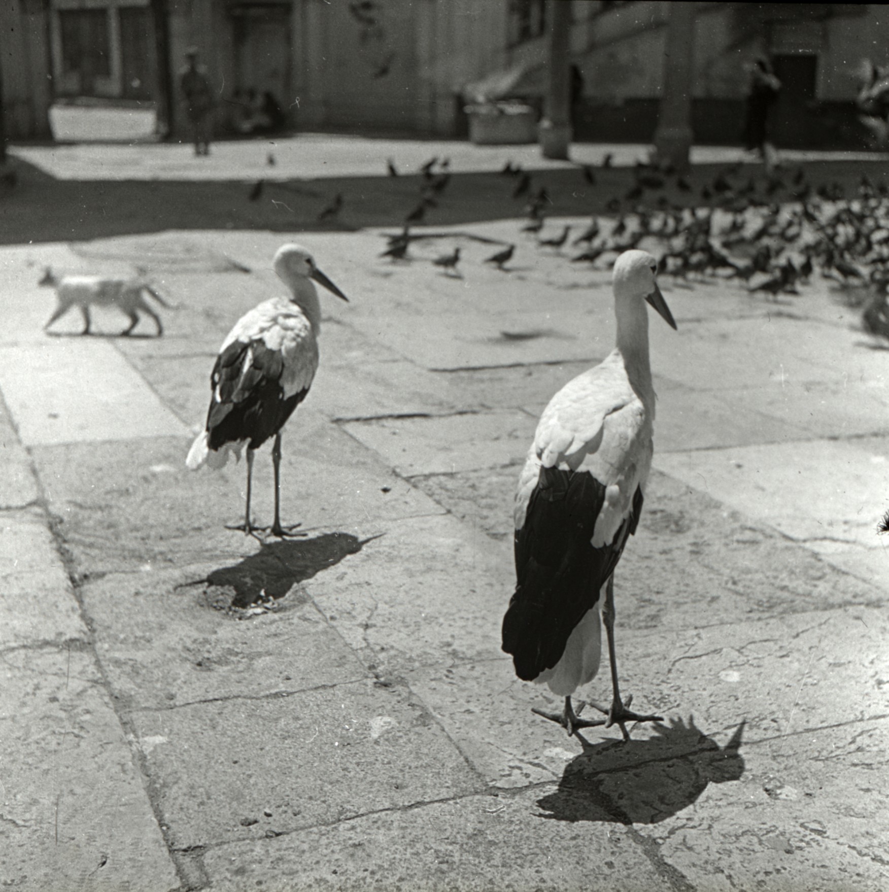 EYÜP CAMİİ 1935