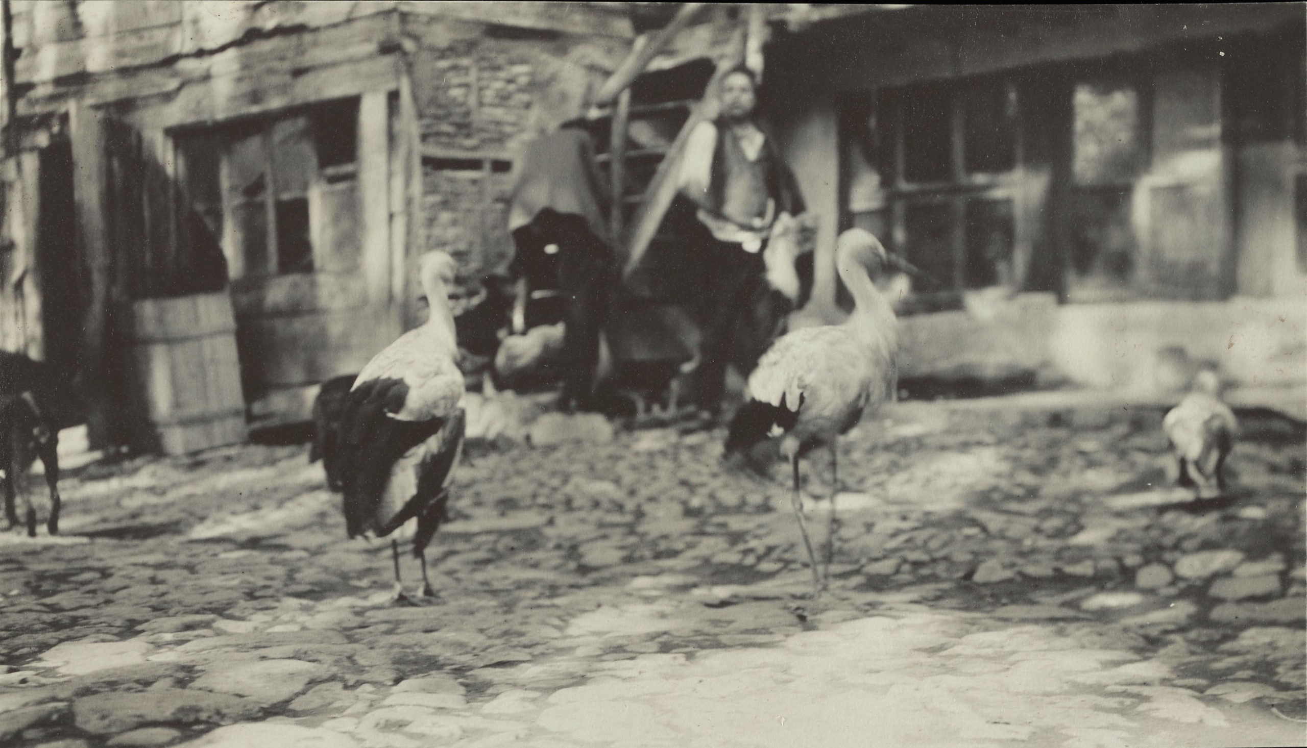 Residents of Leylek Hospital, Bursa / 1900 Civar