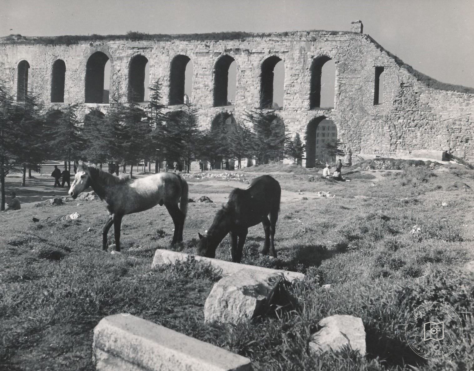 Bozdoğan Belt Front Horses