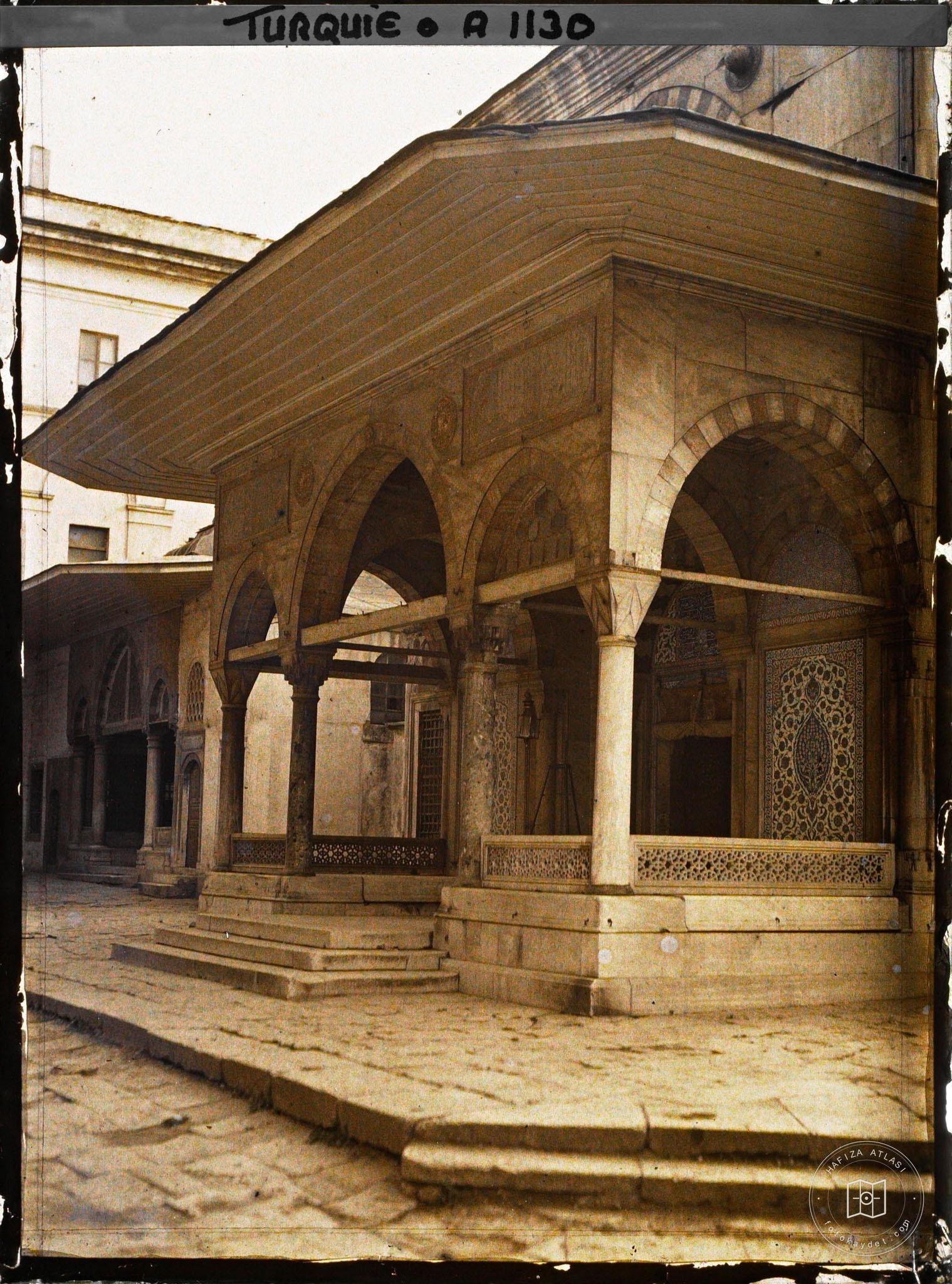 Hagia Sophia Padişah Species
