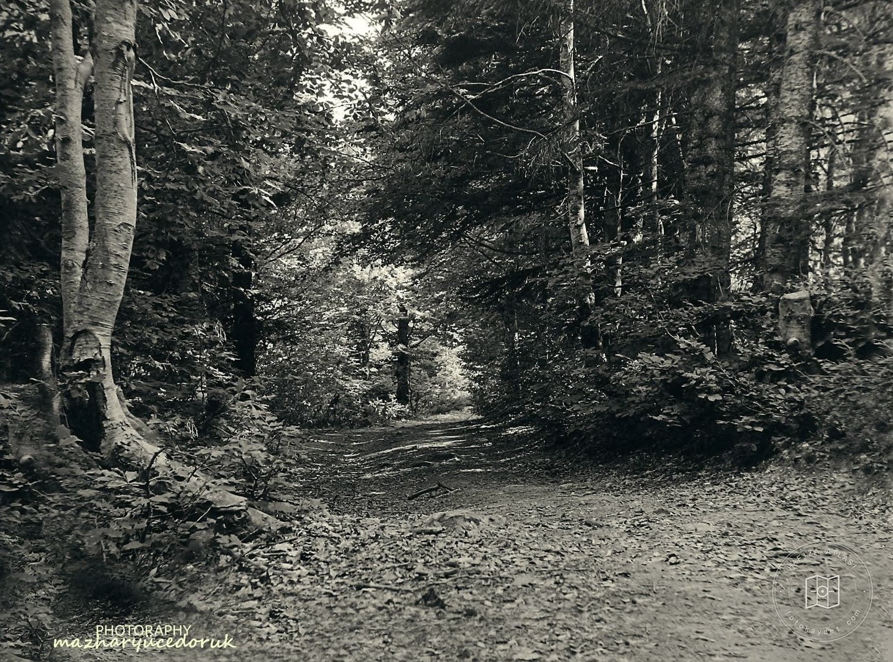 Shepherdkaya – Bakacık Forest Road