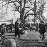 Sheep Market in Fatih Ashliyesi