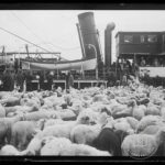 Sheep Pitch in Tophane Ripping