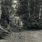 Shepherdkaya – Bakacık Forest Road