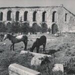 Bozdoğan Belt Front Horses