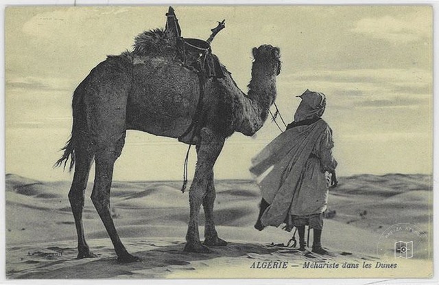 Cezayir — Kumullarda Deveci