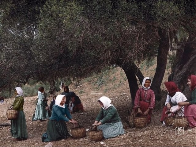 The olive harvest in Preveli, 1911