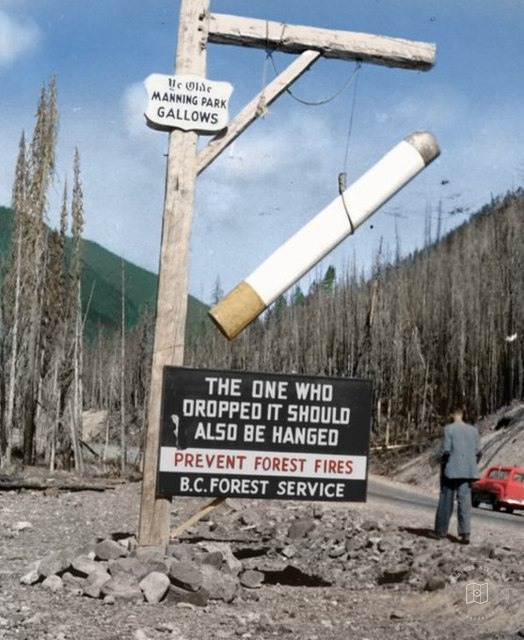 A forest in British Columbia, 1950