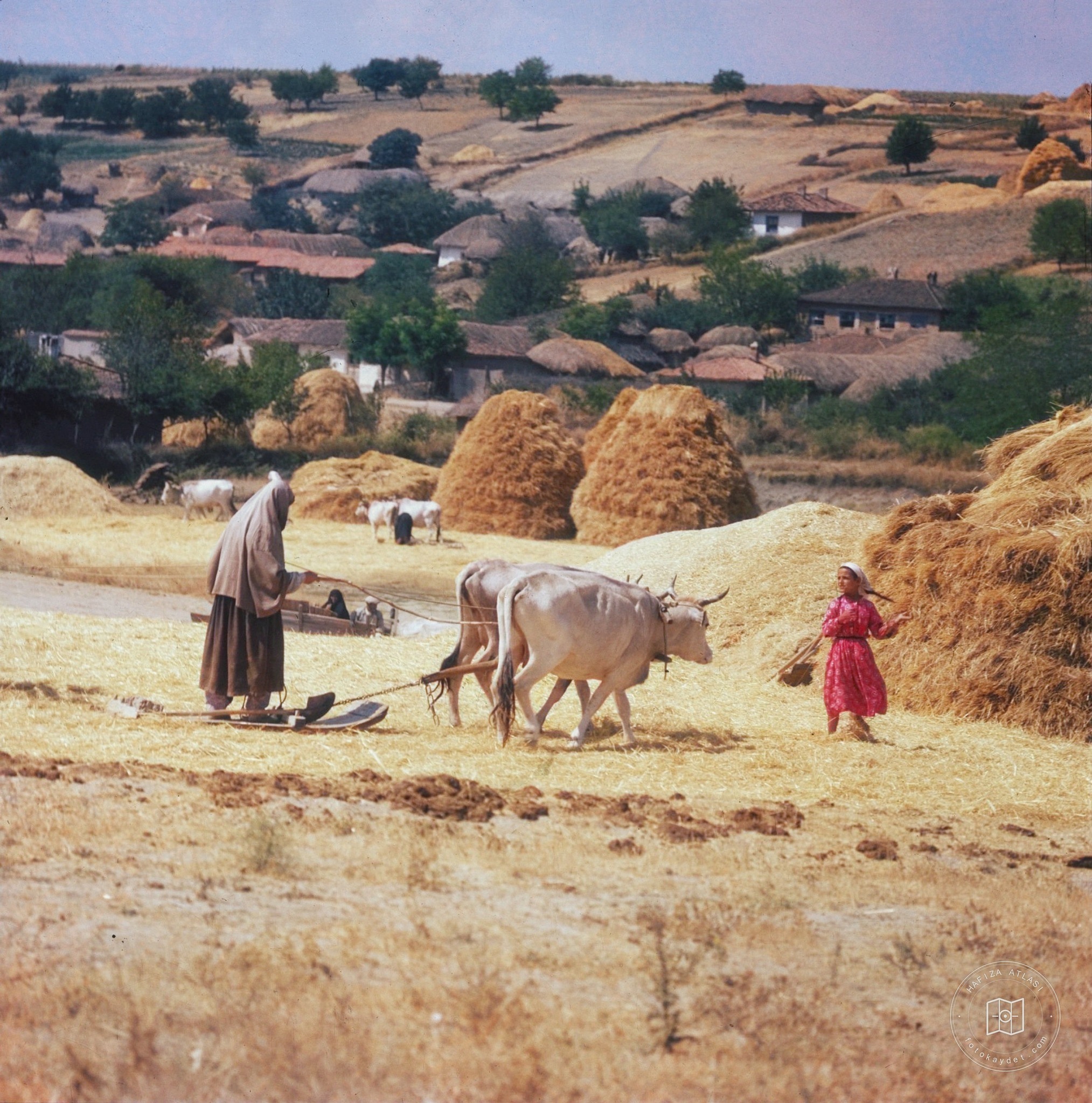 Hasat zamanı, 1951