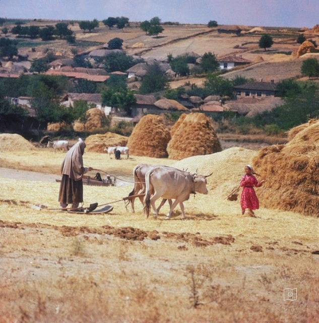 Harvest time, 1951