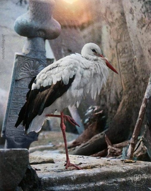 A stork among gravestones, 1951