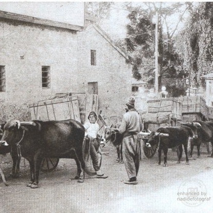 A convoy of ox carts in Trabzon