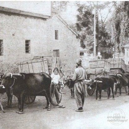 A convoy of ox carts in Trabzon
