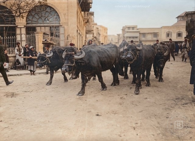 Red Crescent buffalo herds in Aleppo