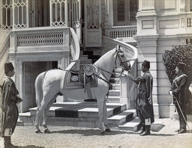 Abdülhamid II's horse Ferhan