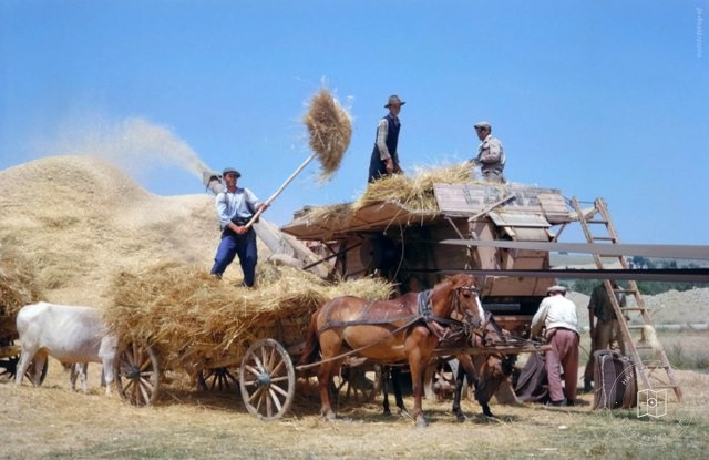 Harvest time in Tekirdağ, 1960