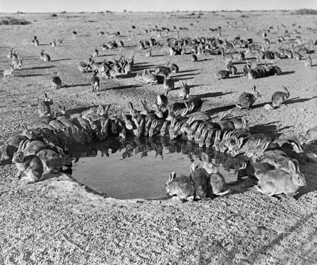 Rabbit research on Wardang Island, 1938