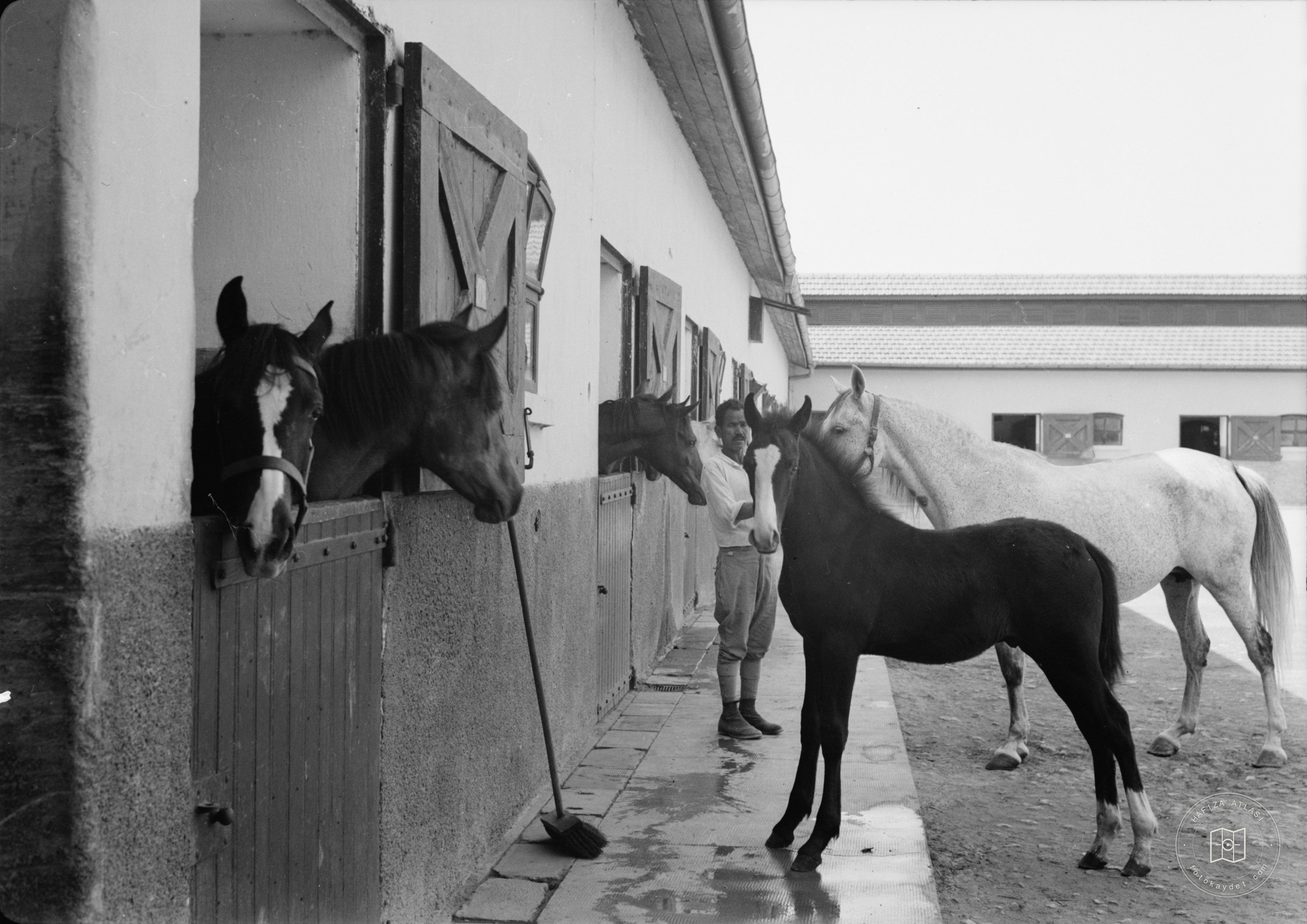 Government Stud Farm, Acre. Some of the horses in the courtyard