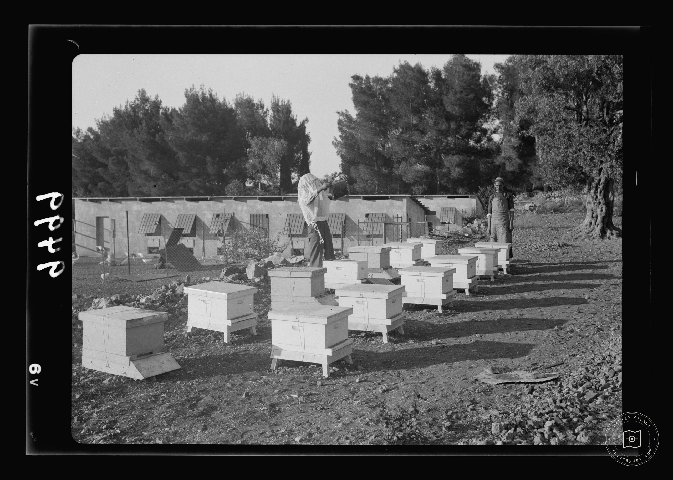 Beytüllahim — Tavukçuluk ve arıcılık
