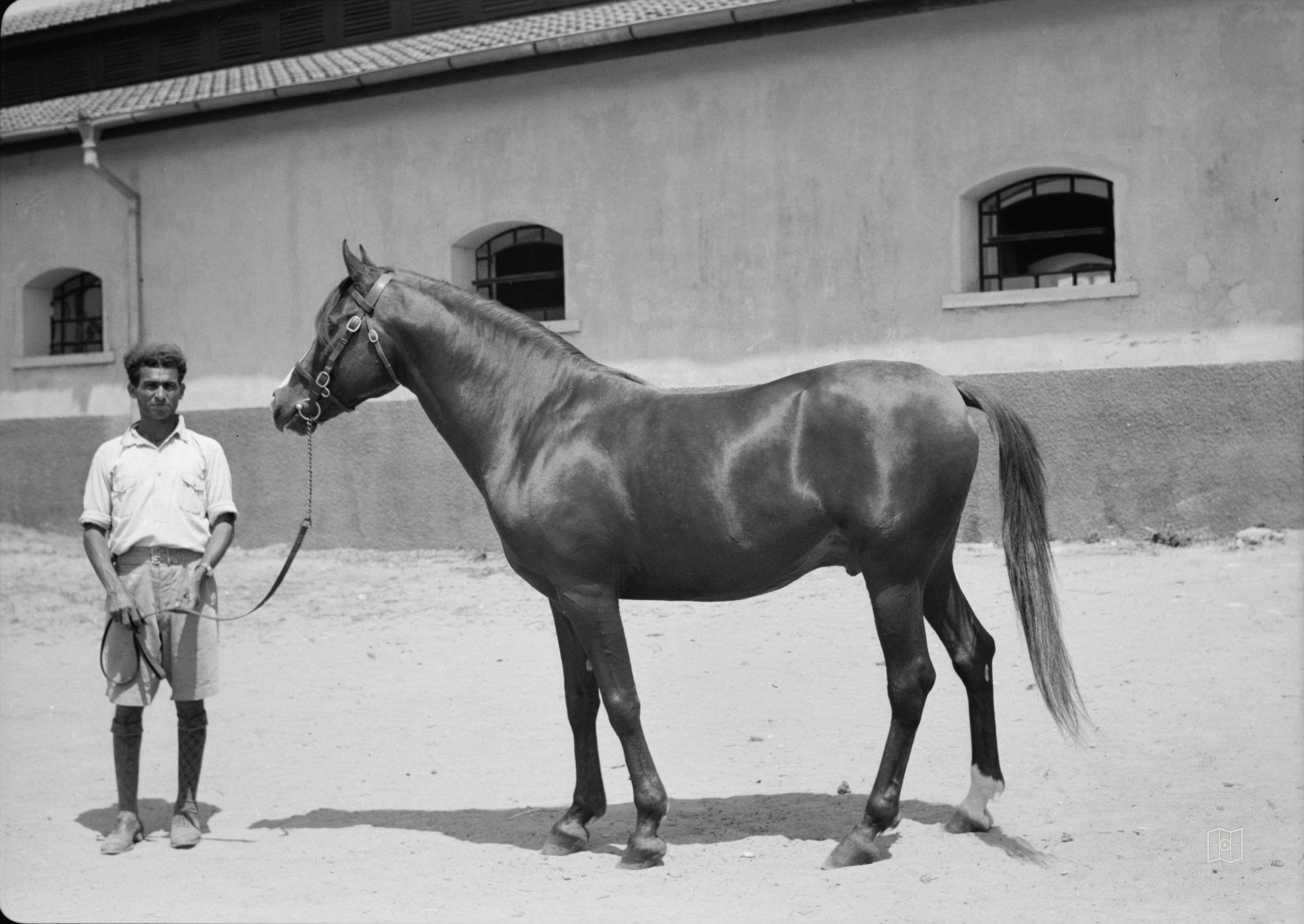 Government Stud Farm, Acre. A pure Arab stallion