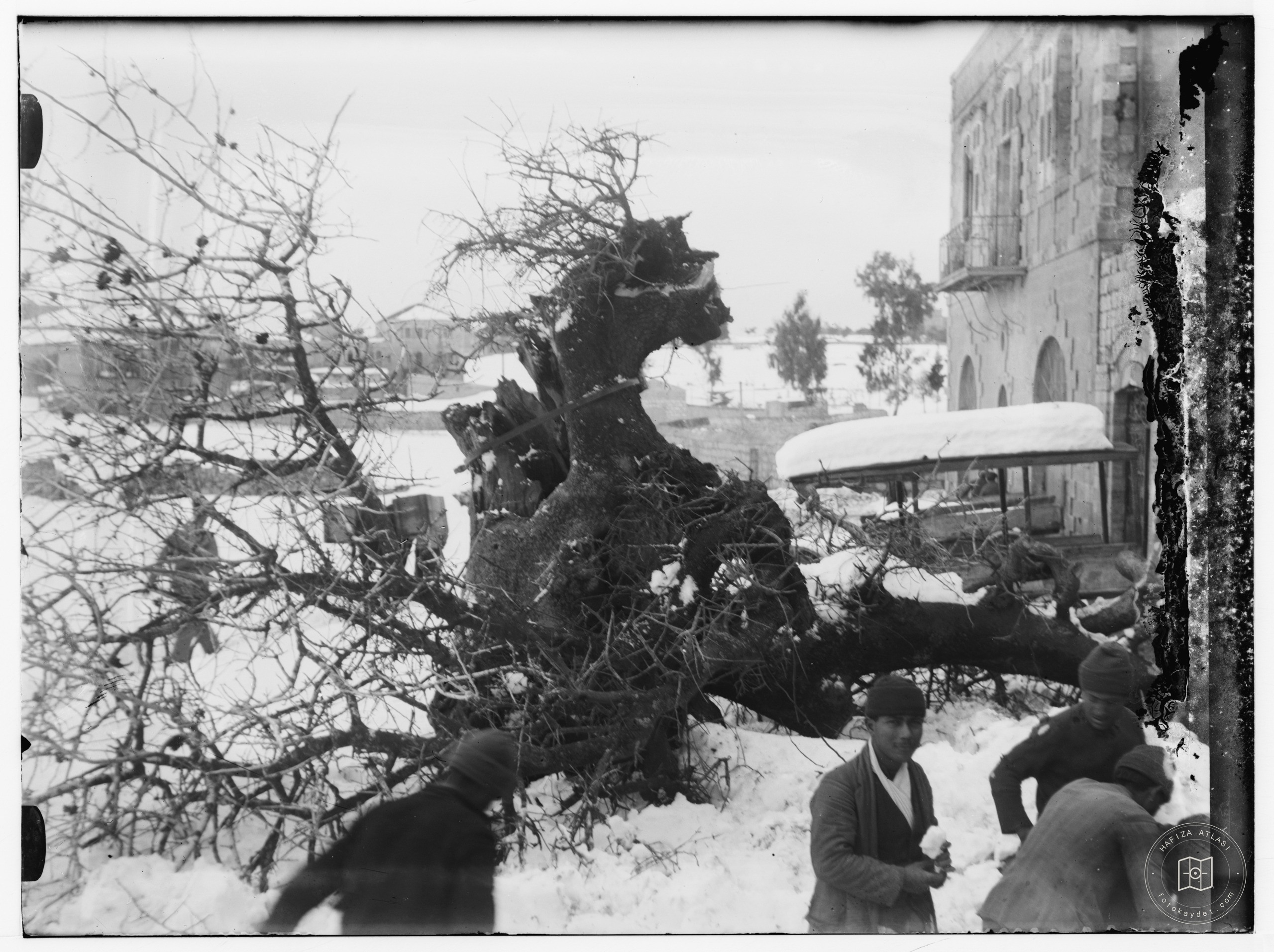 Snow in Jerusalem, 1921. Fallen tree