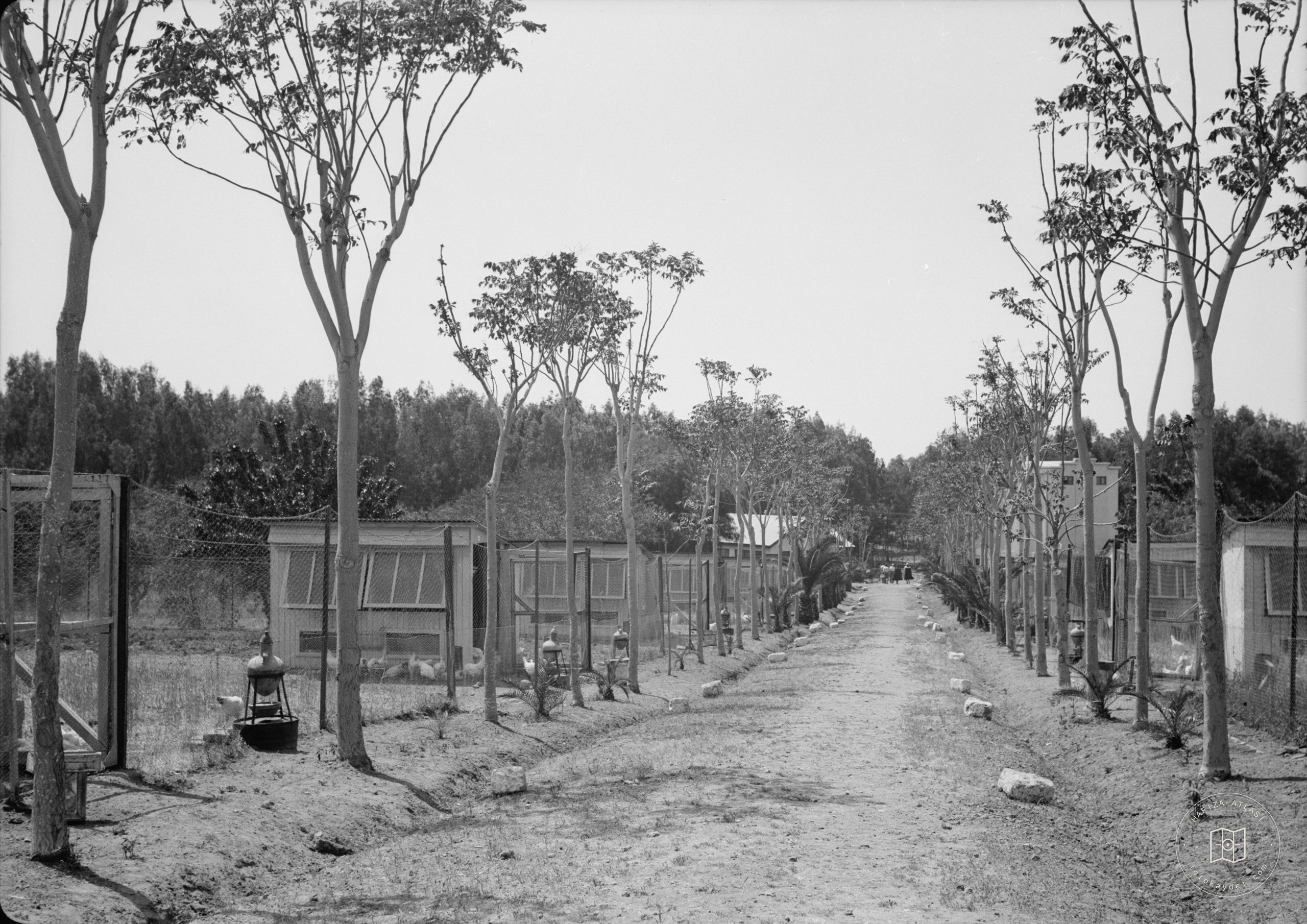 Government Stud Farm, Acre. An avenue? of chicken runs