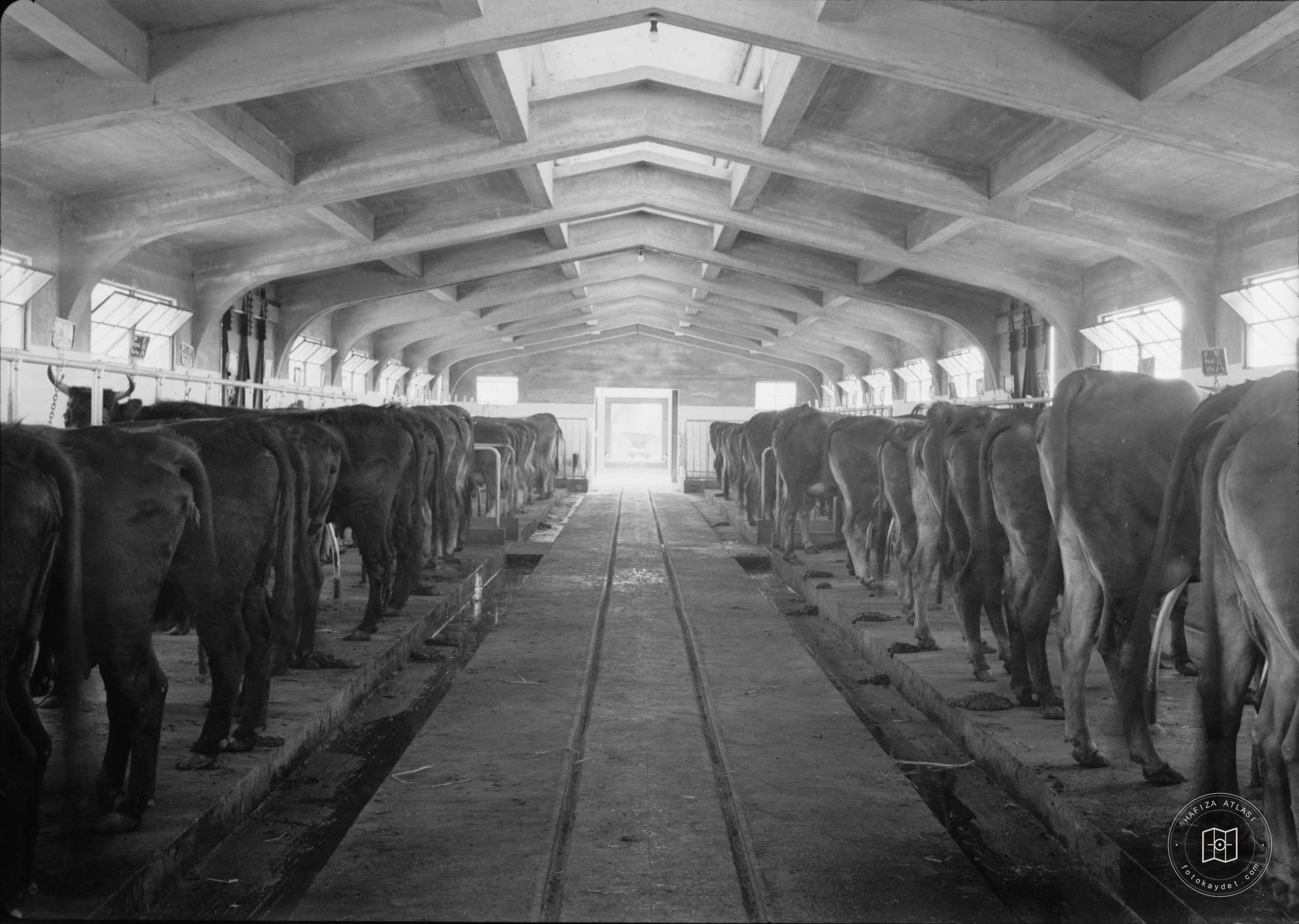 Government Stud Farm, Acre. The cow stable, interior