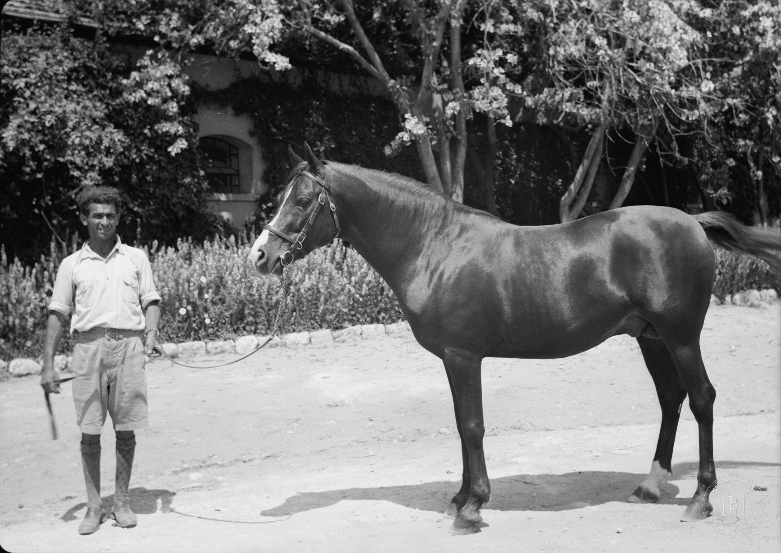 Government Stud Farm, Acre. A pure Arab stallion