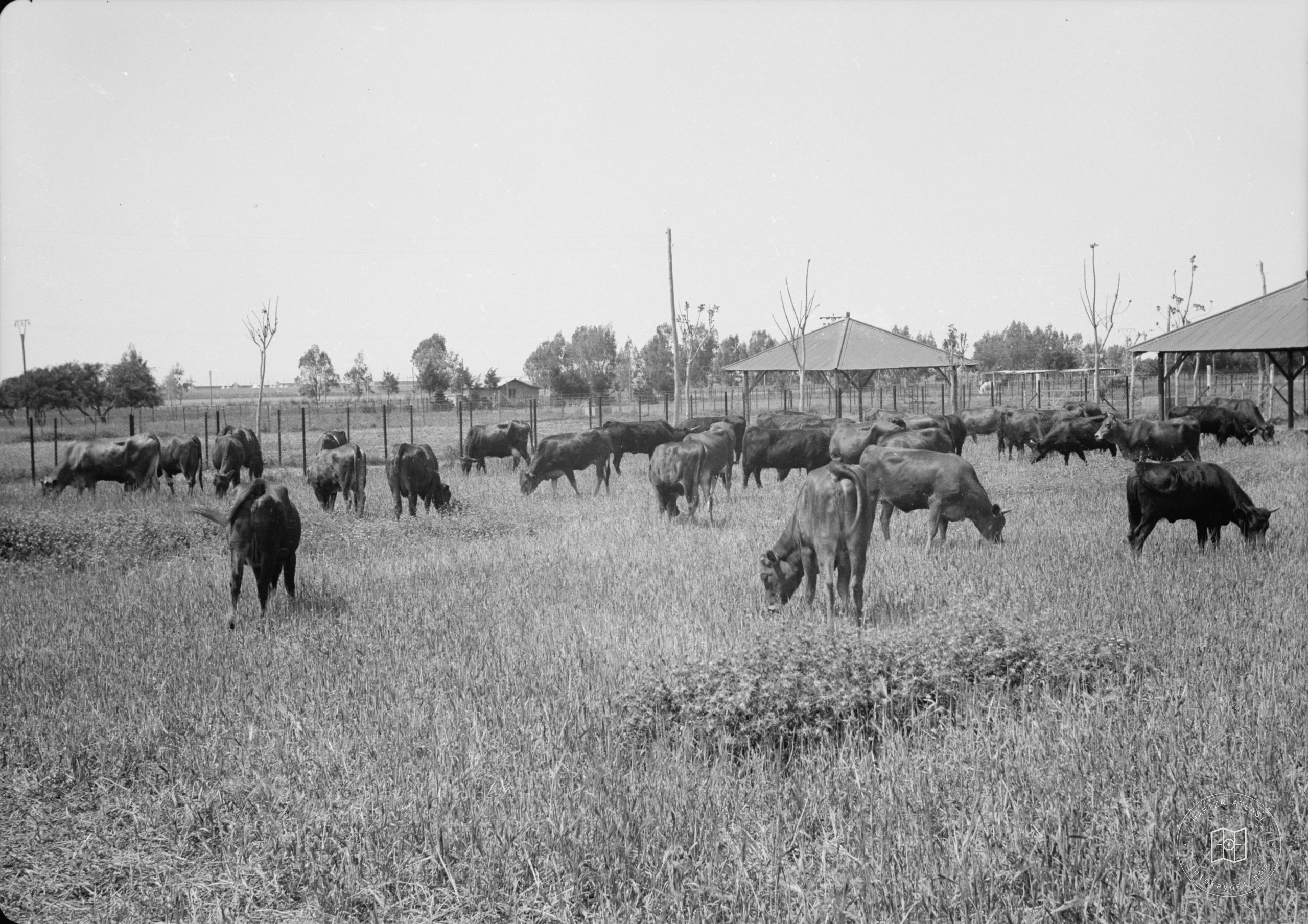 Government Stud Farm, Acre. Herd of cows on the grazing field