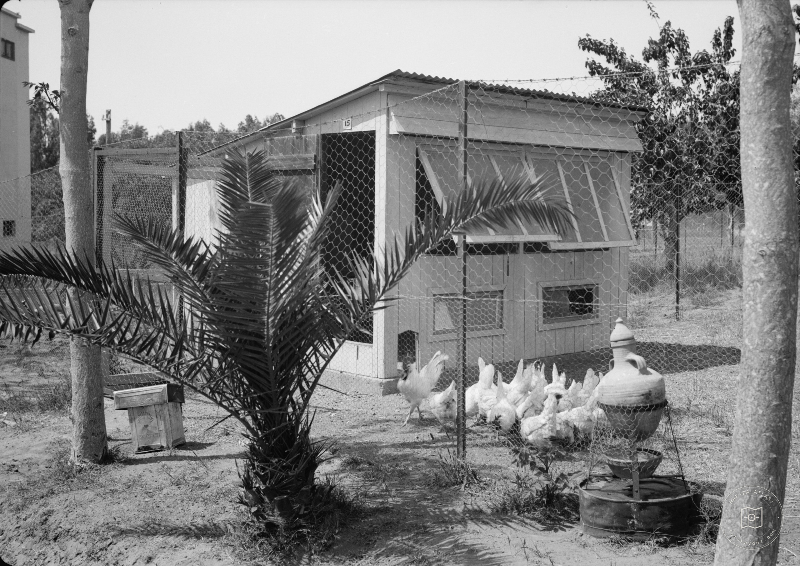 Government Stud Farm, Acre. Individual chicken house showing water contrivance (porus jar)
