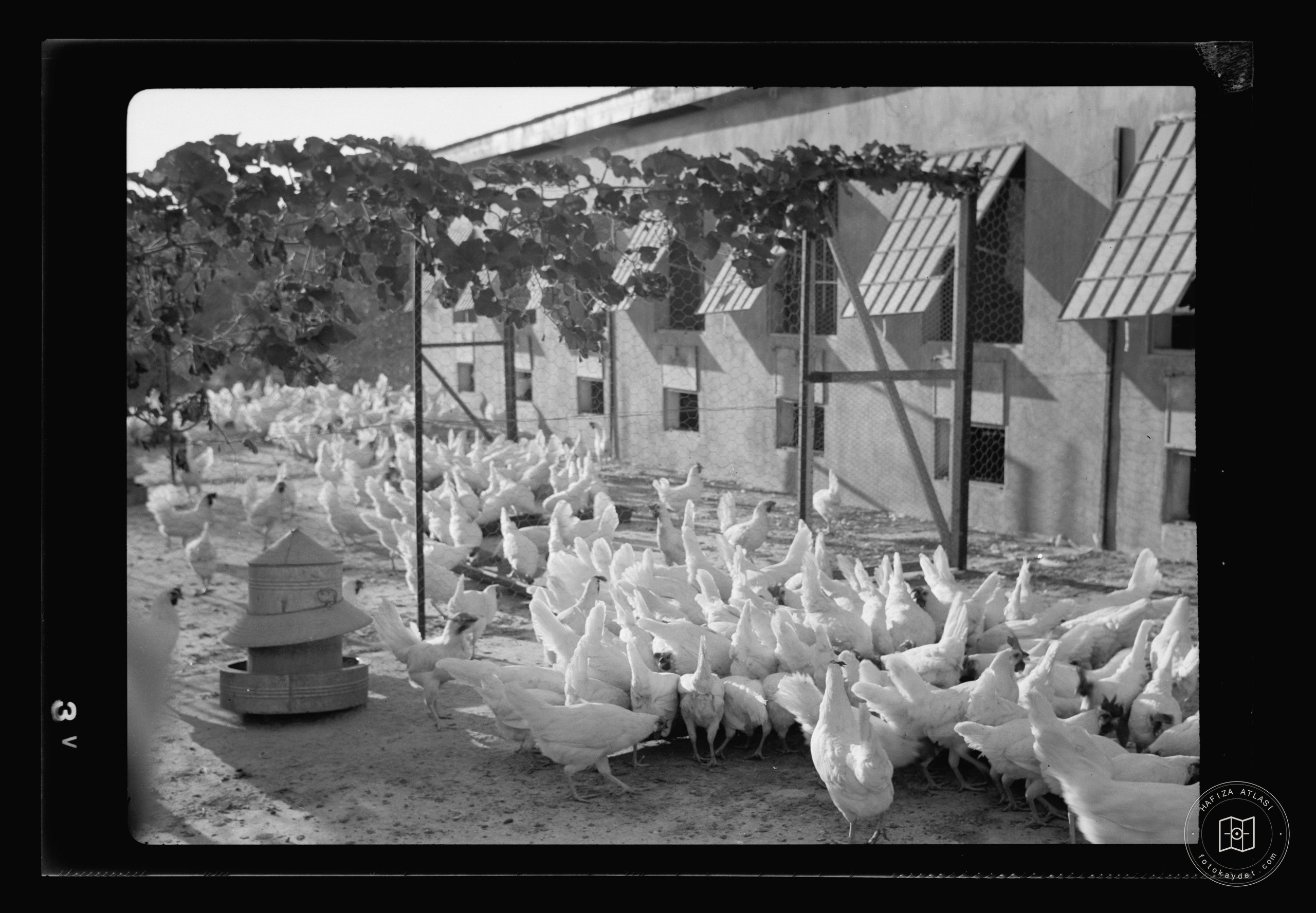 The Bethlehem Poultry Farm. (Esan Safieh). Bee culture in Bethlehem. Poultry & bees