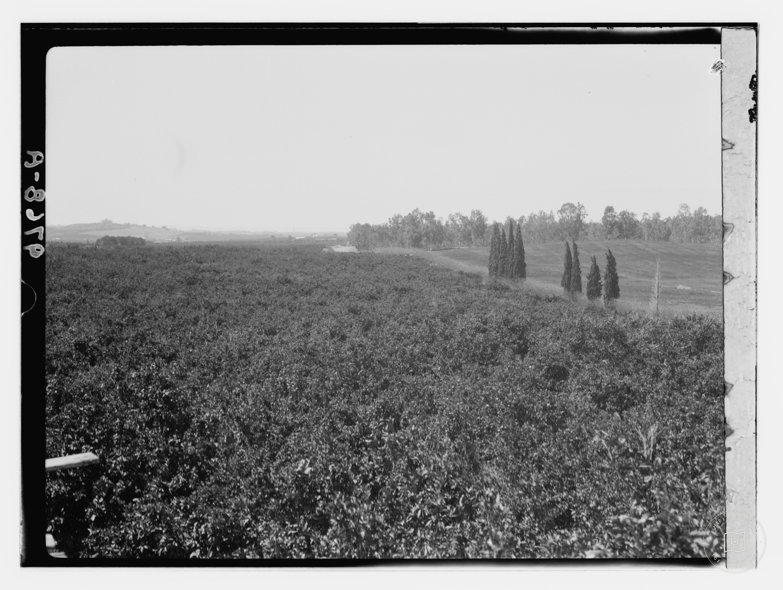 Arab orange groves at Bir Salem in Jaffa