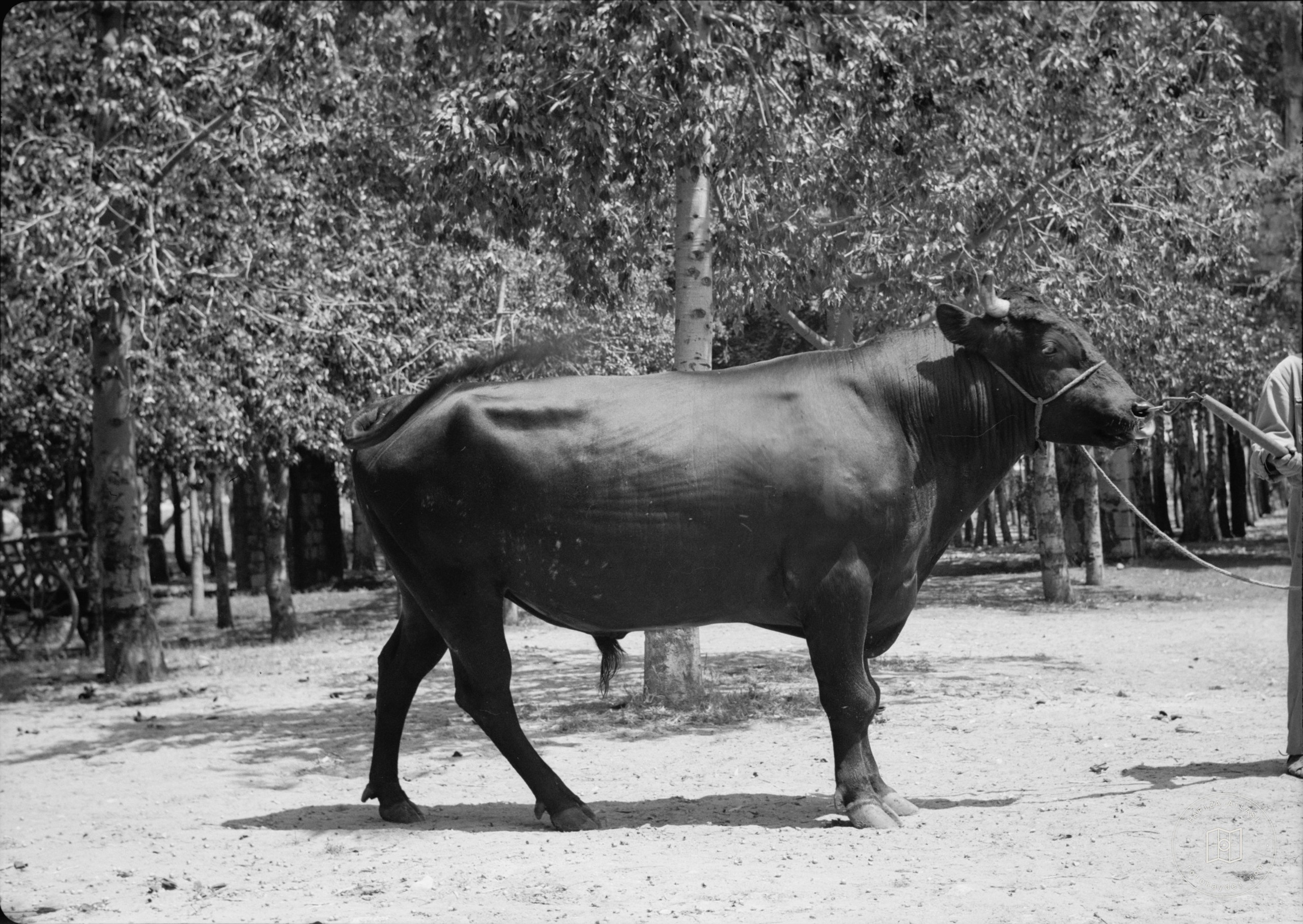 Government Stud Farm, Acre. A "Kerry" bull