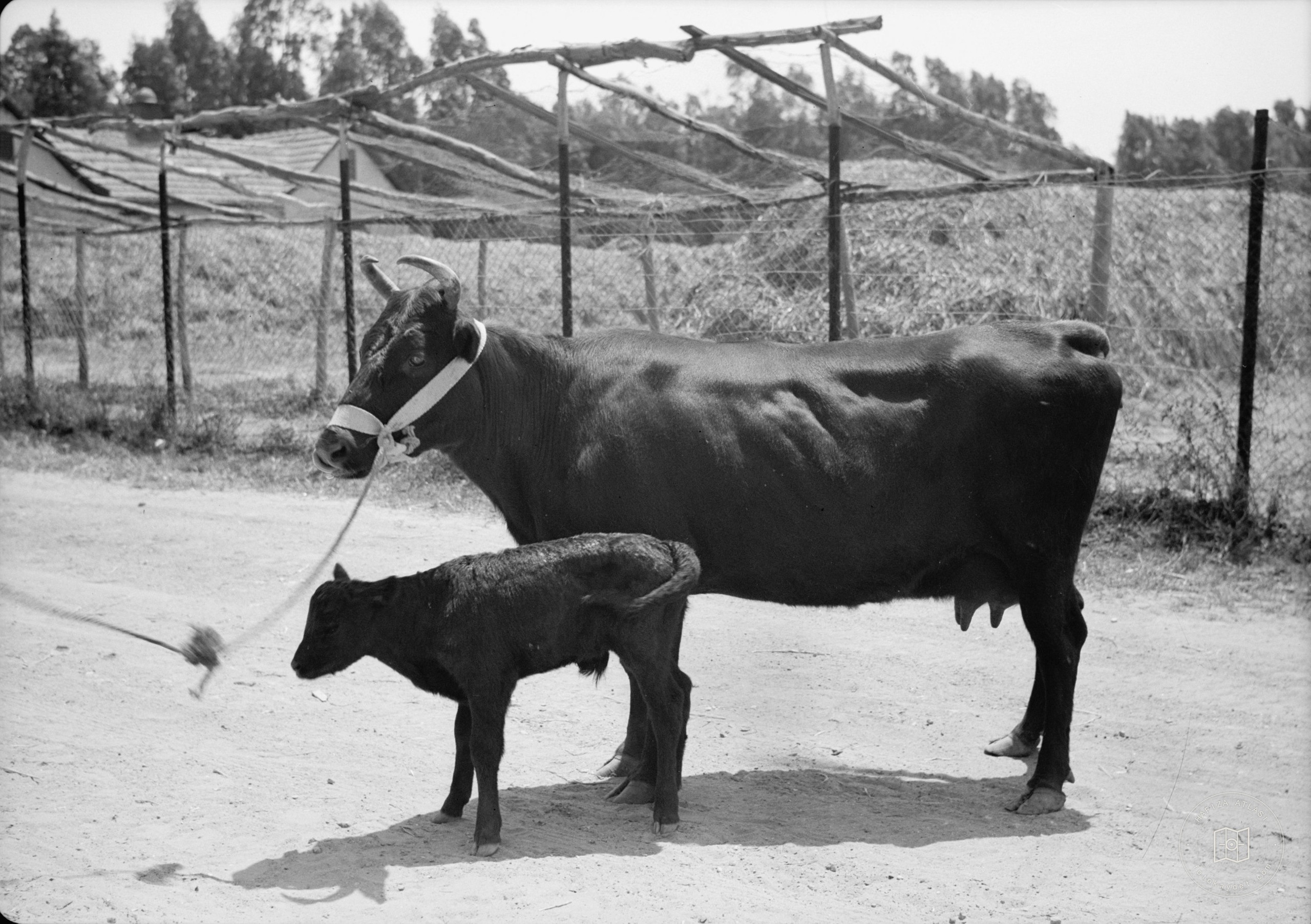 Government Stud Farm, Acre. A Kerry cow & calf