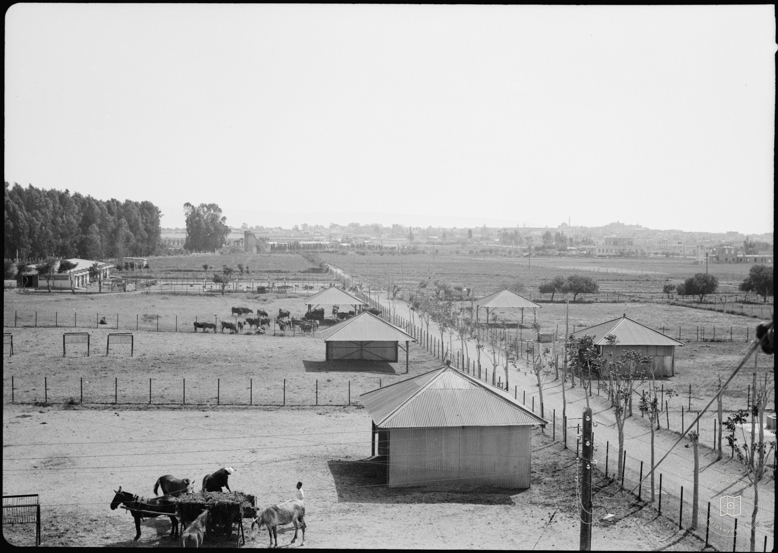Government Stud Farm, Acre. The cow yards and adjourning fields, Acre in background