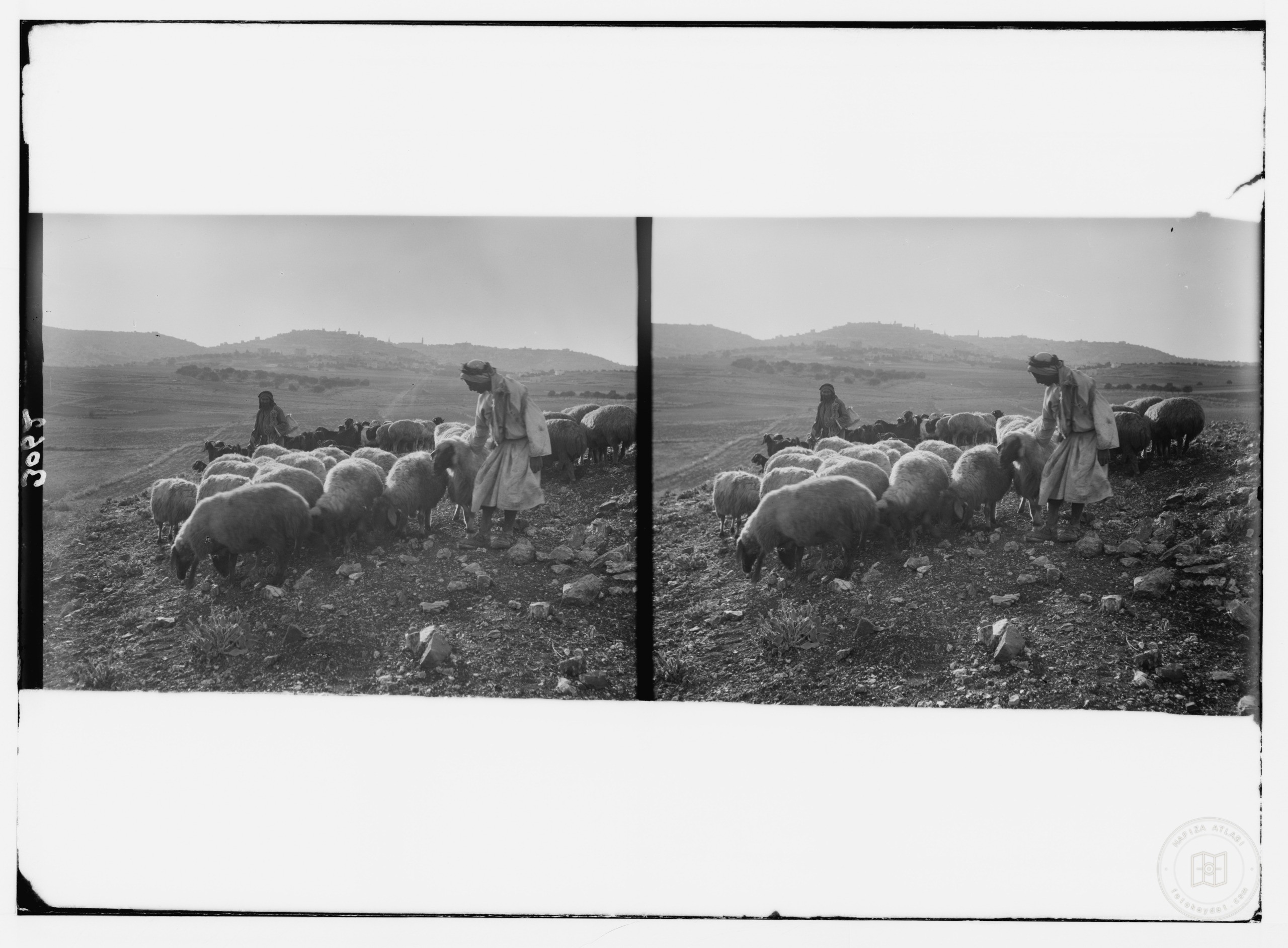 Shepherd and flock near Bethlehem