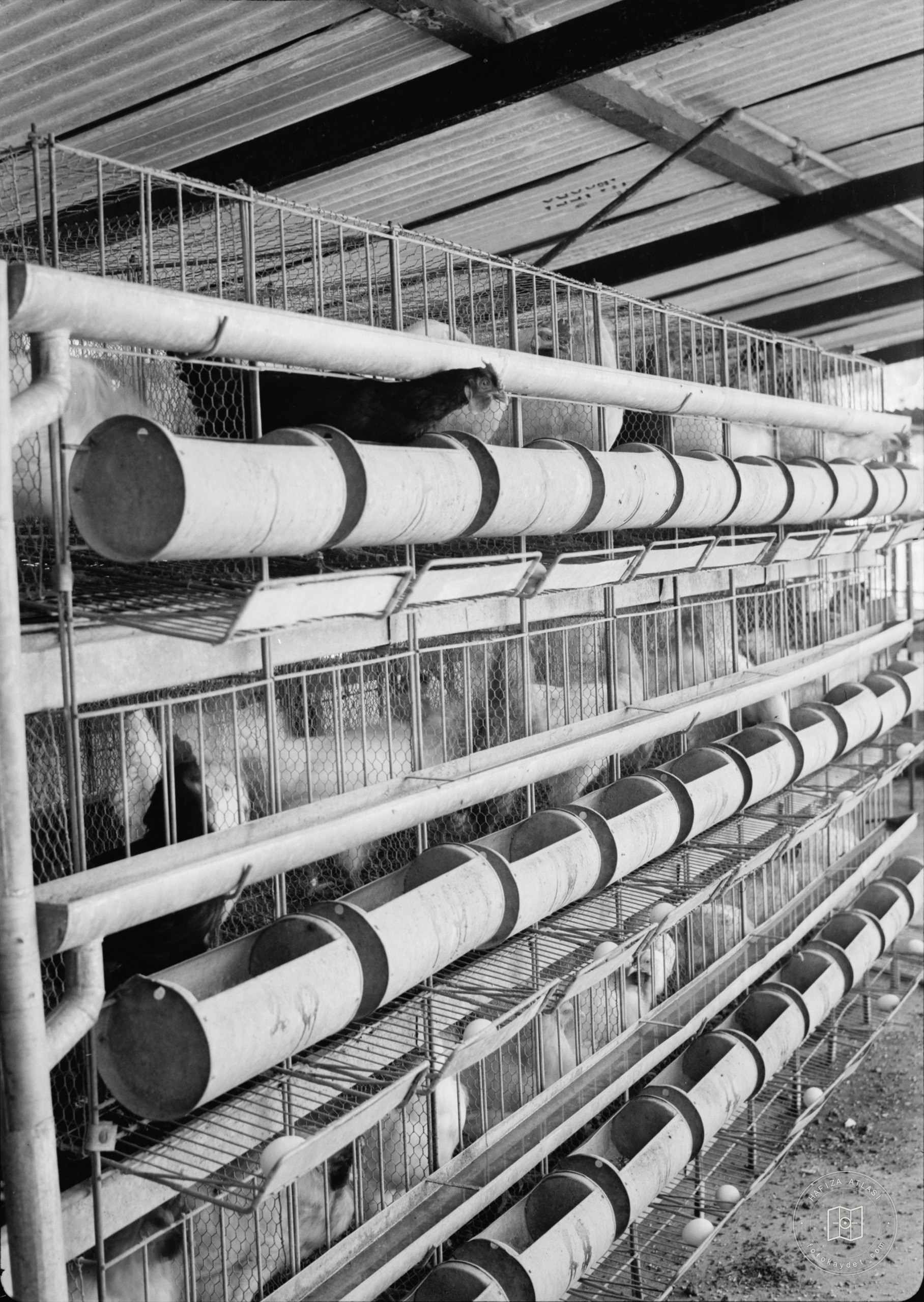 Government Stud Farm, Acre. The "egg factory"