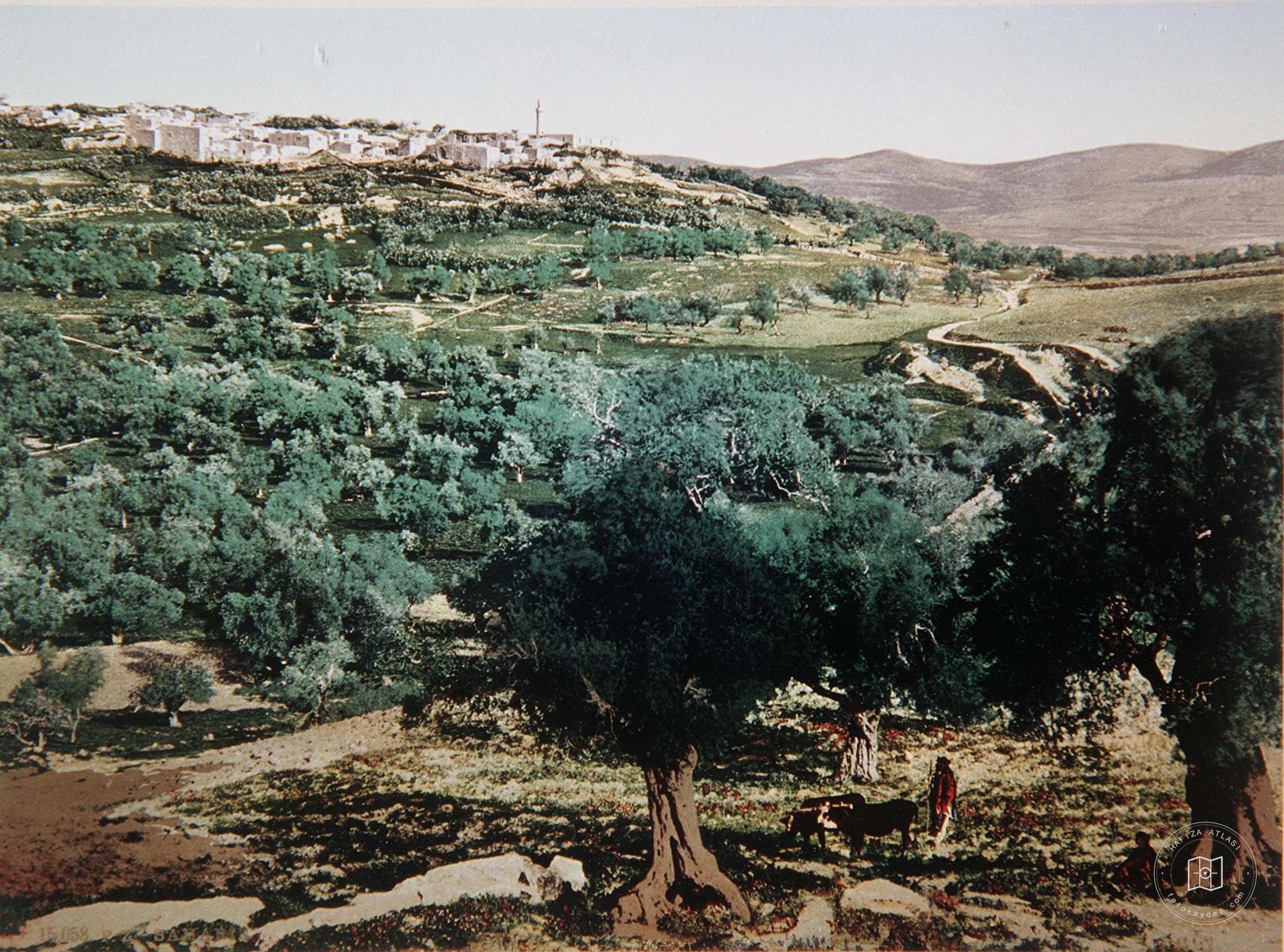 Sebastia village and olive groves near Nablus