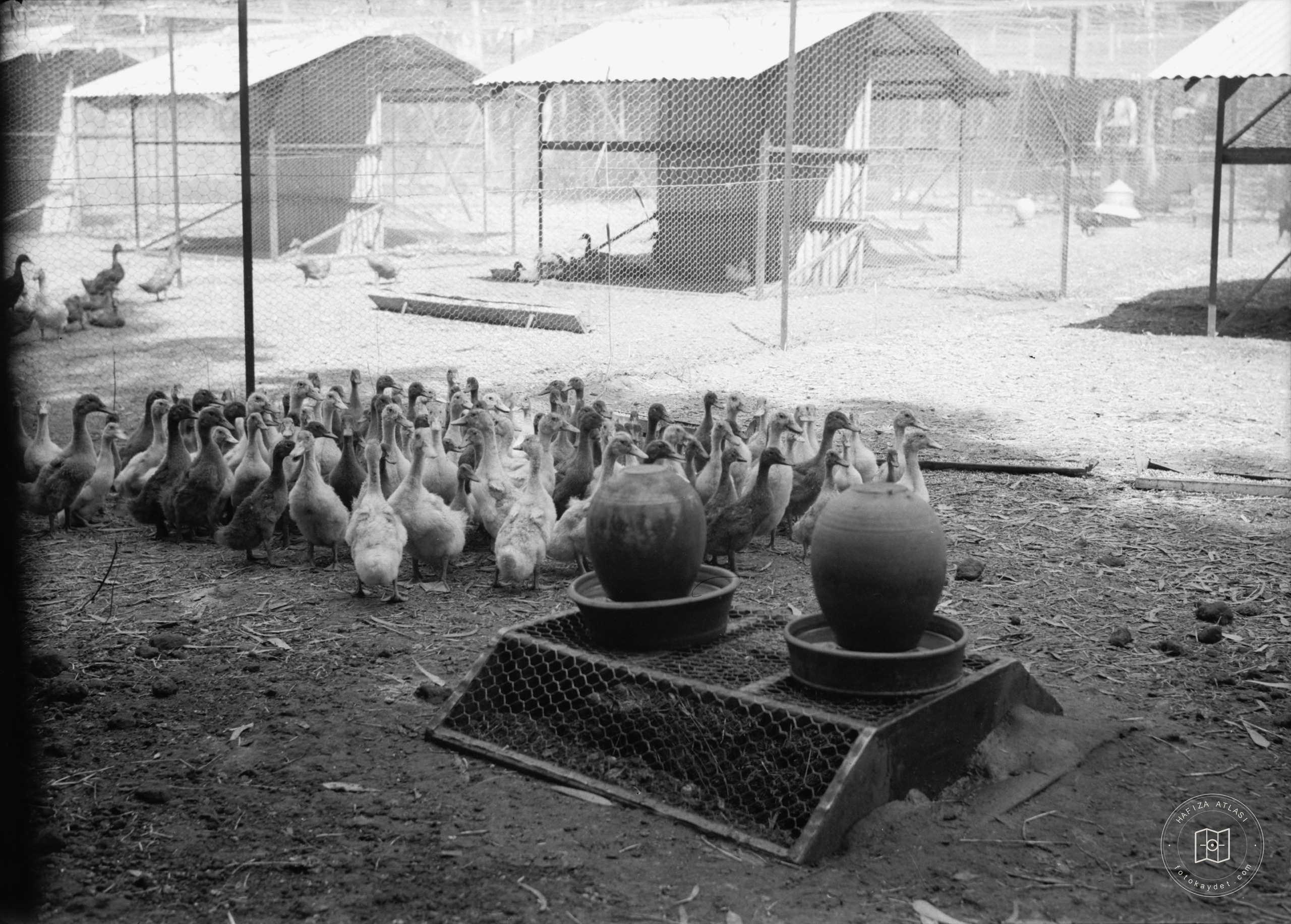 Government Stud Farm, Acre. A brood of young ducks