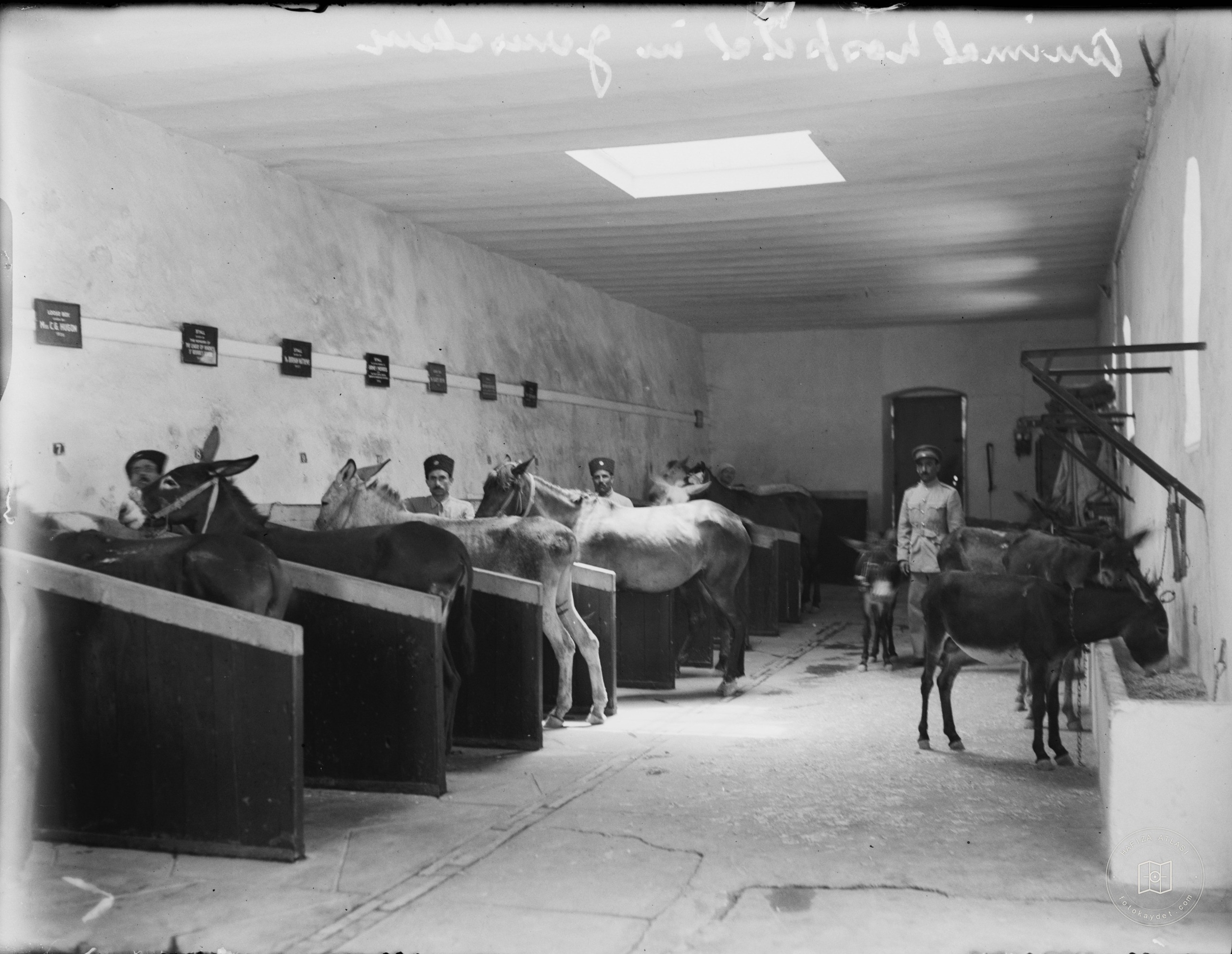 Animals in stalls, Jerusalem