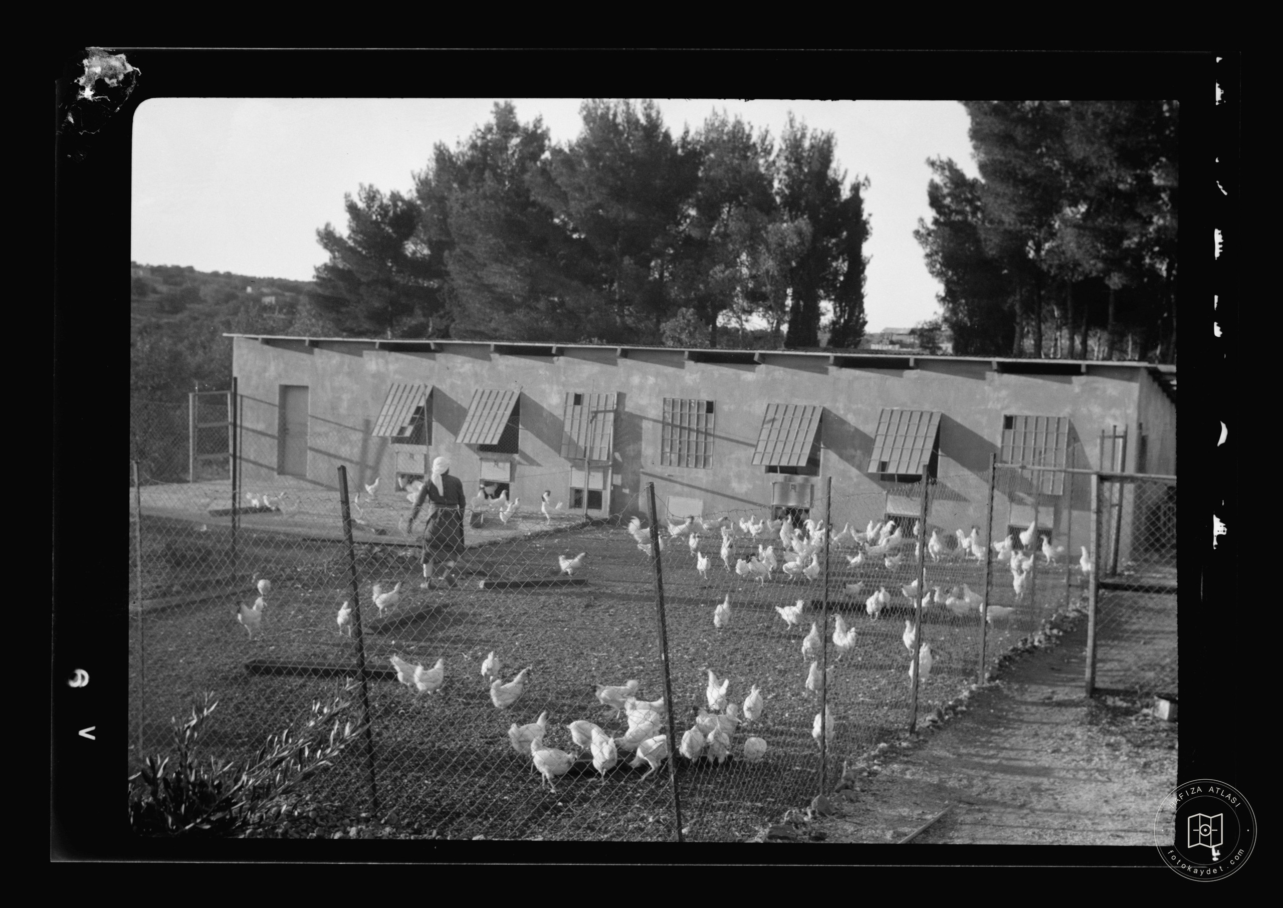 The Bethlehem Poultry Farm. (Esan Safieh). Bee culture in Bethlehem. Poultry & bees