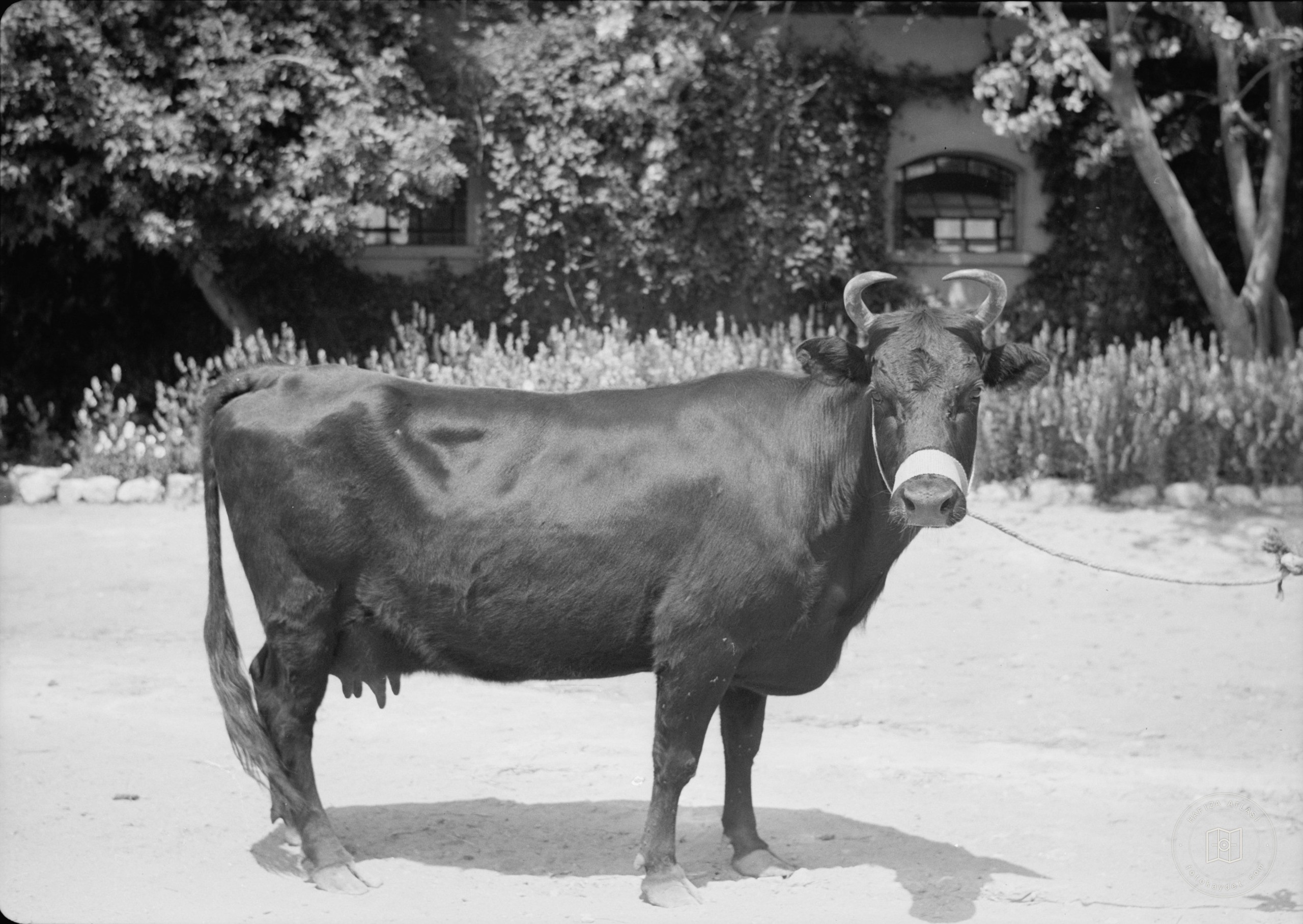 Government Stud Farm, Acre. A "Kerry" cow